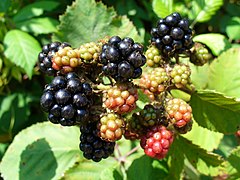 Rubus fruticosus