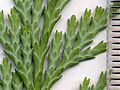 Image 33Cupressaceae: scale leaves of Lawson's cypress (Chamaecyparis lawsoniana); scale in mm (from Conifer)