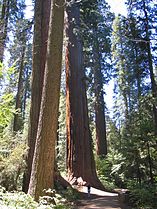 Tree, with Sequoiadendron giganteum, Calaveras grove, California