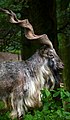 "Capra_falconeri_Markhor_Parc_Bouillon_31082014_1.jpg" by User:Vassil