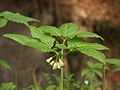 Cardamine enneaphyllos