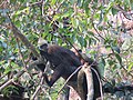 Trachypithecus poliocephalus au Parc National de Cát Bà, Viêt Nam.