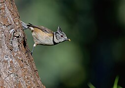 Chapim-de-poupa, Crested Tit (53512418346).jpg