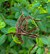 Desmodium incanum (Fabaceae).jpeg