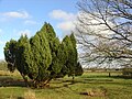 Dwingelderveld (Smitsveen)