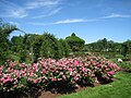 Rose garden at Elizabeth Park, Hartford, USA