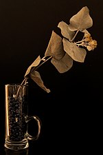 Dried Eucalyptus leaves with Jacobaea maritima flowers