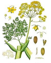 Ferula gummosa Boiss.