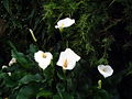 Fiori di calla / Calla lilies.