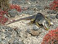 Iguana terrestre de Galápagos alimentándose.