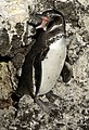 Galápagos Penguin