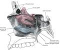 Anatomie van de neusholte