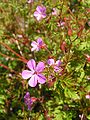 Herb Robert (Geranium robertianum)