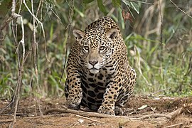 Female pantanal jaguar in Piquirí River, Pantanal.
