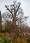 Edelkastanie in Staufen im Dezember