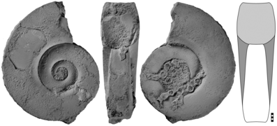 Maccoyoceras concavum (10.5852-ejt.2022.831.1871) Figure 29.png