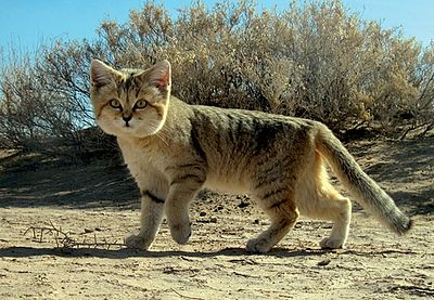 a Persian sand cat.