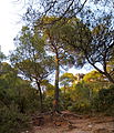 Sant Llorenç del Munt, Catalonia, Spain