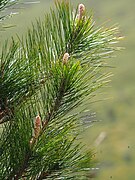 Pinus taiwanensis, Ren’ai Township, Nantou, Taiwan 05.jpg