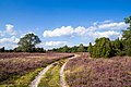 Platz 10: Bokehlizioso - Wanderweg durch die Ringwallheide im Naturschutzgebiet Lüneburger Heide, nur ein paar hundert Meter vom nächsten öffentlichen Parkplatz entfernt, während der Heideblüte 2014