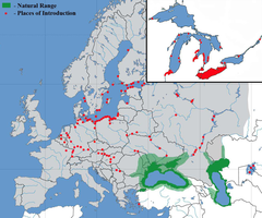 Mapa występowania