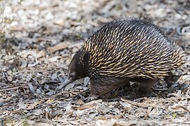 Geweune miernegel (Tachyglossus aculeatus)