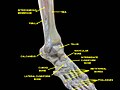 Knee, tibiofibular and ankle joints. Deep dissection. Anterolateral view.