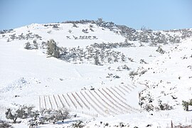 Snow in Galilee