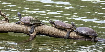 Sri Lanka black terrapins (Melanochelys trijuga thermalis).jpg