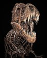 Fosilno okostje tiranozavra v Narodnem muzeju naravoslovne zgodovine, Washington, D.C.