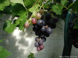 Tikrasis vynmedis (Vitis vinifera)