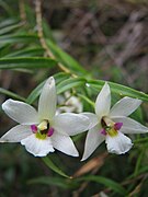 Dendrobium cunninghamii