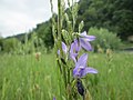 Campanula rapunculus