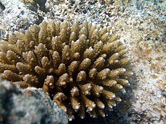 Acropora verweyi