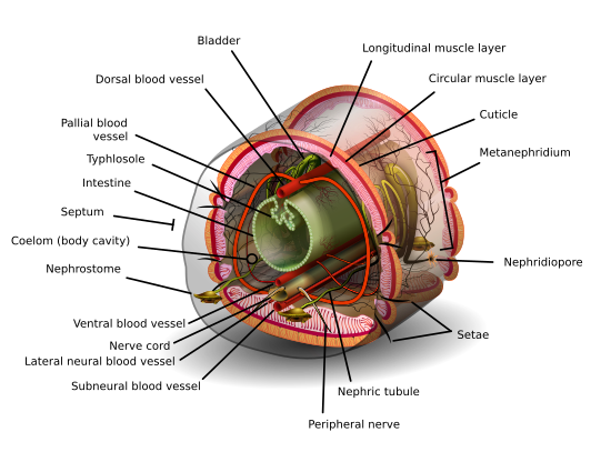 Annelid diagram