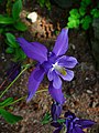 Alpenakelei (Aquilegia alpina)