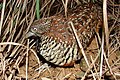 Barred buttonquail