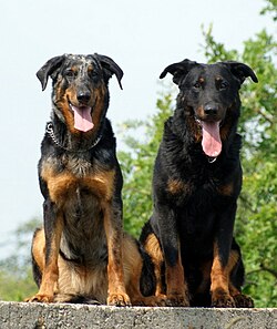 Beauceron - harlekýn - fena, černý s pálením - pes