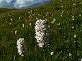 Polygonum bistortoides