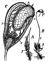 Funaria hygrometrica: A: Bladscheut (g) met een jong sporogoon, dat omsloten wordt door de calyptra (c). B: Met bijna rijp sporogoon; s=seta; f=doosje; c=calyptra. C:Mediane-longitudinale doorsnede van een doosje met de seta dat naar de basis toe verwijdt in de apofyse; d=operculum; p=peristoom; a=annulus; c=columella; s=archesporium; h=luchtholte tussen de sporezak en de wand van het doosje.