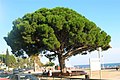 Pino piñonero en el paseo marítimo de Cambrils, España.