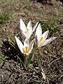 Crocus reticulatus (F)