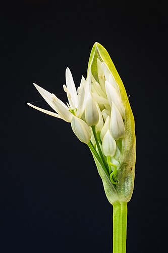 Распускающееся соцветие черемши (Allium ursinum)