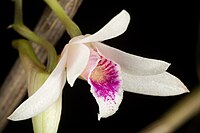 Dendrobium metrium