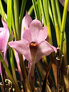 Dendrobium violaceum