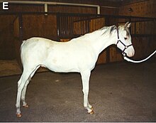 Photo de profil d'un jeune cheval arabe blanc.