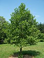 cultivated, Lisle, Illinois, USA