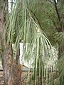 Casuarina equisetifolia