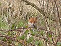 Fox in undergrowth