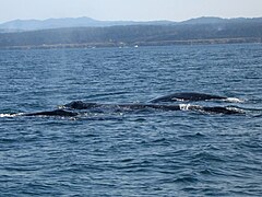 Grey Whales - Flickr - GregTheBusker.jpg